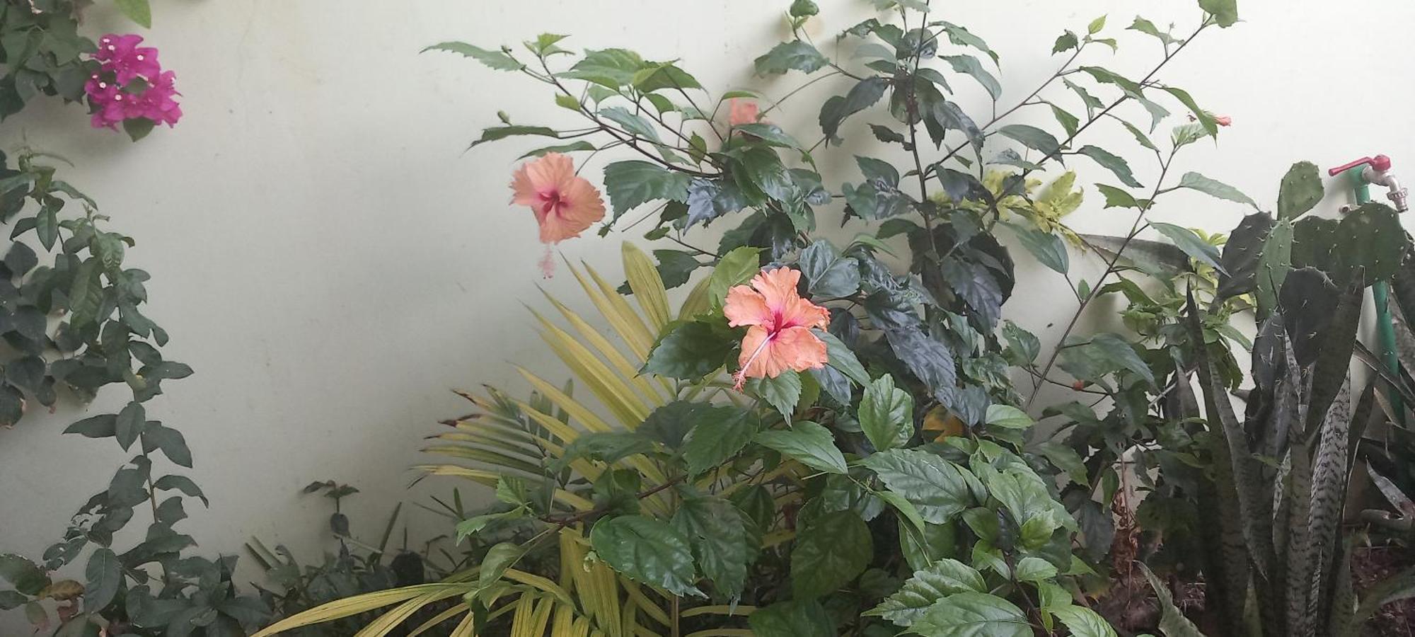 La Locanda Lodge - Apartment, 4 Double Rooms & Kitchen Near The Beach จัมเบียนี ภายนอก รูปภาพ