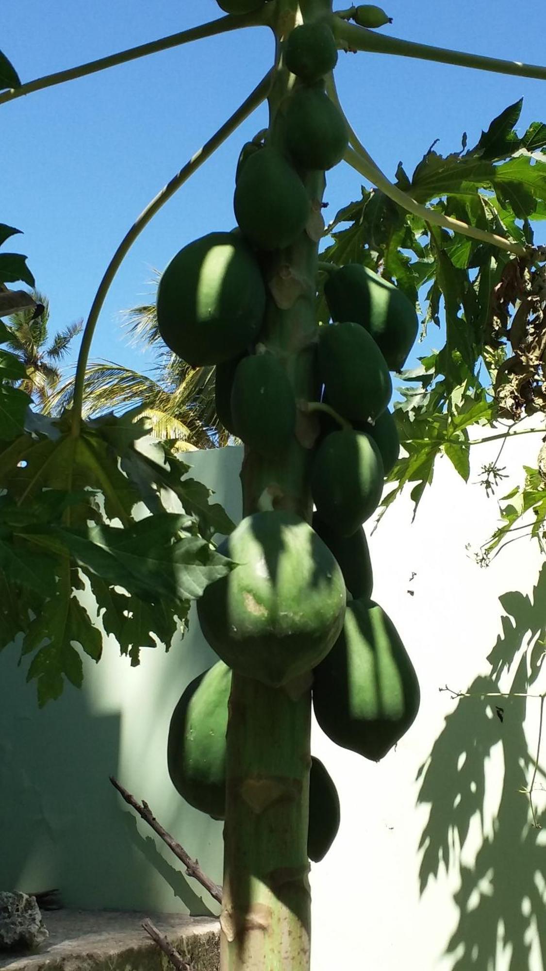 La Locanda Lodge - Apartment, 4 Double Rooms & Kitchen Near The Beach จัมเบียนี ภายนอก รูปภาพ