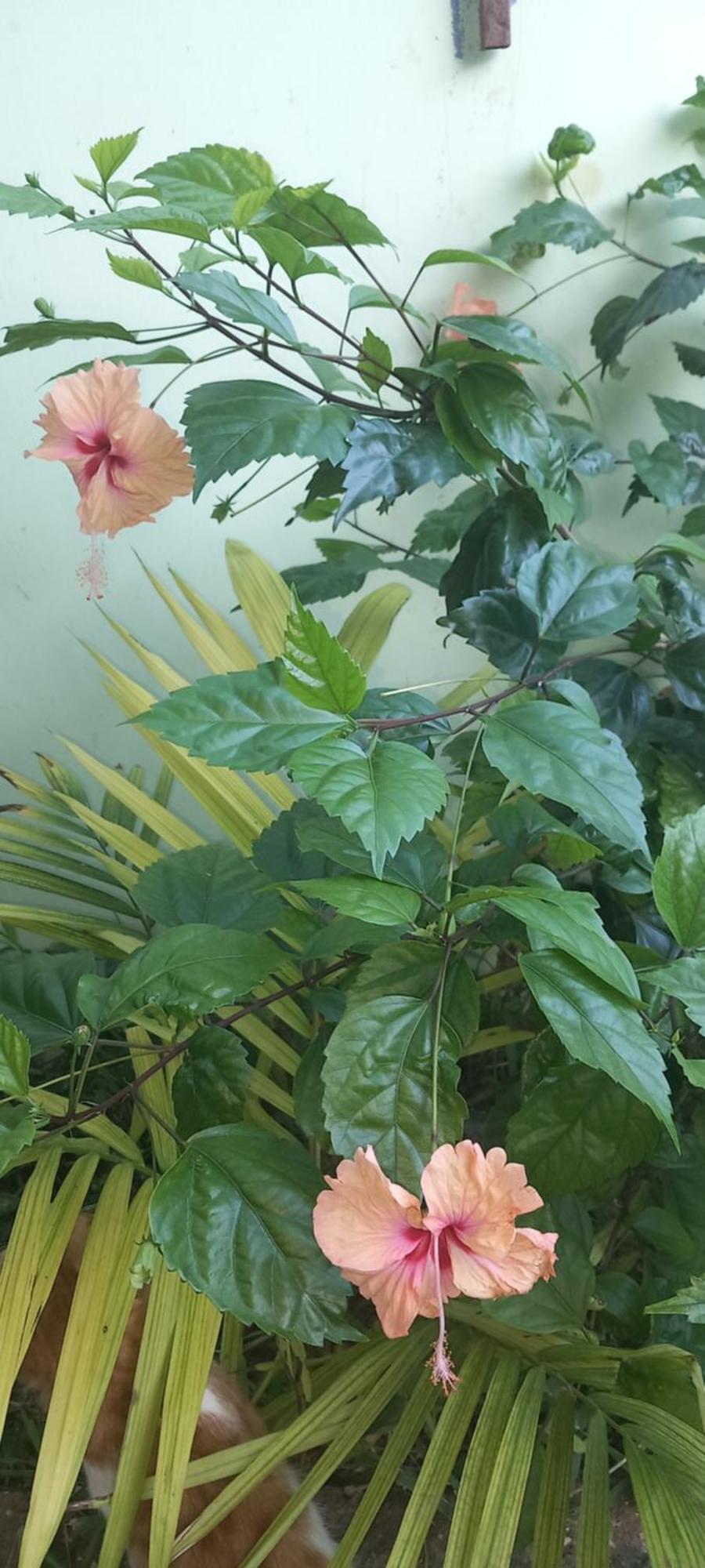 La Locanda Lodge - Apartment, 4 Double Rooms & Kitchen Near The Beach จัมเบียนี ภายนอก รูปภาพ
